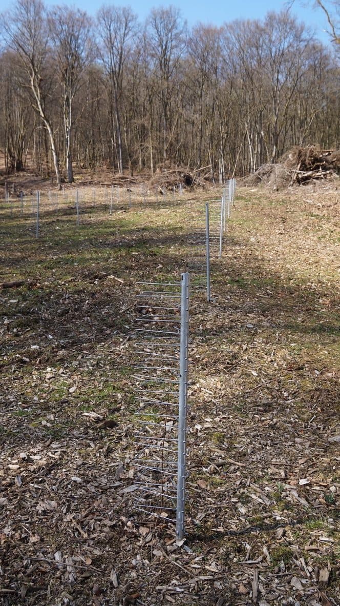 Einzelner GroMM Schützer auf einer Aufforstungsfläche