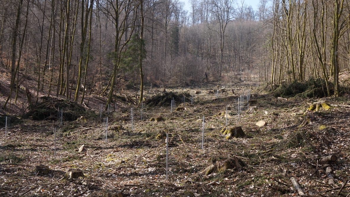 Panorama einer Aufforstungsfläche mit GroMM Einzelschützern