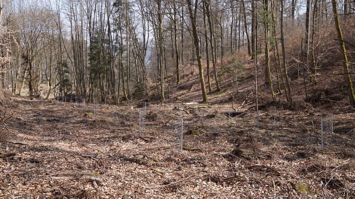 GroMM Einzelschützer auf einem steilen Waldhang