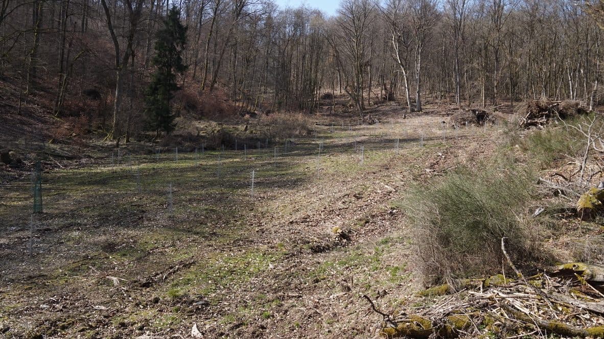 GroMM Einzelschützer im nebligen Herbstwald