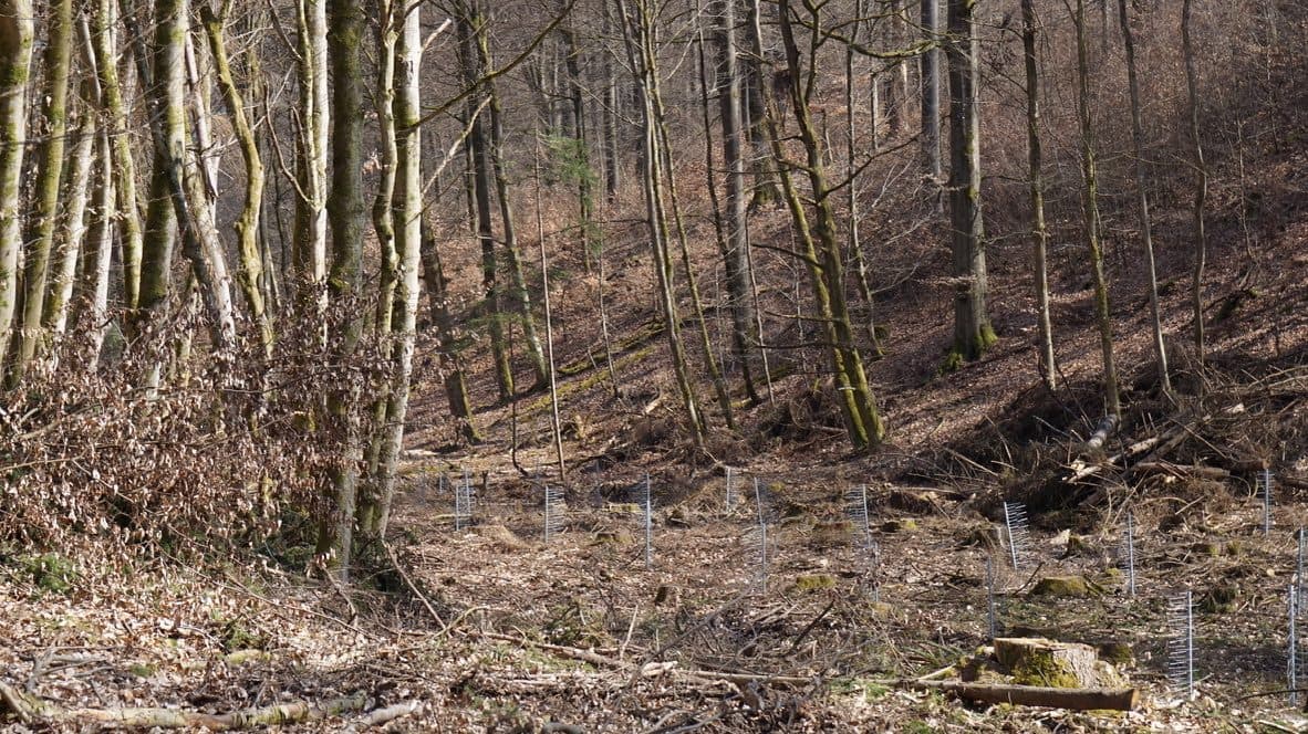 Weiter Blick über eine Aufforstungsfläche mit GroMM Schützern